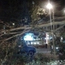 Ночной ураган в столице повалил три десятка деревьев и фонарный столб