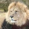 Пользователи сети смогут следить за выпуском львов в сафари-парке "Тайган"