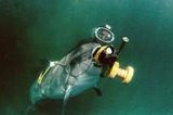 Биолог: Боевые дельфины США в Черном море станут российскими