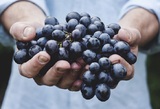 Ученые обнаружили пользу винограда в лечении рака легких