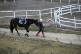 В Петербурге лошадь откусила парню нос, а в Волгограде "посмела" перейти шоссе не по "зебре"