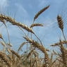 Татарстан собрал рекордный урожай зерна