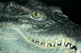 Кинологи хотят повышения штрафов плохим собачникам, а в Подмосковье погиб крокодил