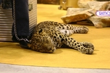 В номер индийского отеля к спавшим молодоженам забрался леопард (ВИДЕО)