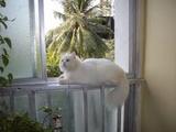 В Москве коты начали чаще летать с балконов