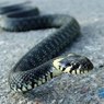 В США погиб от укуса рептилии телеведущий шоу со змеями