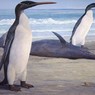 Ученые: Найденный в Новой Зеландии гигантский пингвин был ровесником динозавров