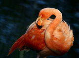 В Соединенных Штатах на глазах посетителей жестоко расправились с фламинго (ВИДЕО)