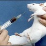 Эксперименты на мышах не "работают" на людях