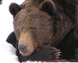 День, когда медведи впадают в спячку