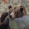 Медведь напал на дрессировщика на глазах у детей в Сыктывкаре