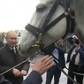 Путину в Киргизии подарили коня и щенка