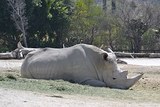 В американском зоопарке Сан-Диего родился редкий белый носорог
