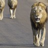 Четырнадцать львов сбежали из заповедника в ЮАР