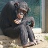 Шимпанзе понимают, о чем думают люди (ВИДЕО)