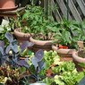 Работа с растениями в доме и в саду поможет снизить риск преждевременной смерти