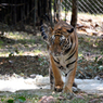В Приморье в результате нападения тигра погиб охотник