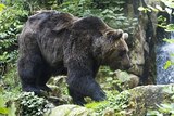 Гималайский медведь растерзал японку в сафари-парке