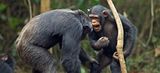 Ученые узнали, о чем "говорят" шимпанзе