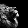В Зимбабве ищут убийцу льва Сесила — национального символа