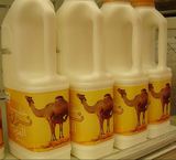 ОАЭ заинтересованы в поставках верблюжьего молока в Россию
