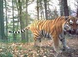Во Владивостоке поймали тигра, два дня гулявшего по городу