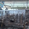 Фигуранты дела о гибели детей при пожаре в лагере под Хабаровском получили до 9 лет колонии