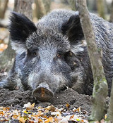 Мэр Риги в беспокойстве: по кладбищам бродят лесные свиньи