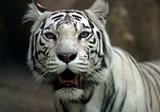 Из бродячего цирка в Италии бенгальский тигр сбежал от хозяев