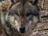 Сообщения о нападении волка на ребёнка в Подмосковье проверяют следователи