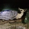 В Симферополе неравнодушные жители спасли пса