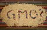 Госрегистрация ГМО отложена на три года