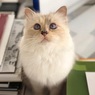 Еще и кошки: в Ухане у четвероногих любимцев обнаружен Covid-19