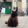 Похищенного из "Булгаковского дома" кота Бегемота вернули