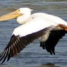 Завораживающие кадры: пеликан снимает "селфи" (ВИДЕО)