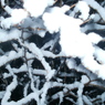 В Челябинской области выпал снег (ВИДЕО)