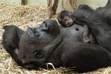 В московском зоопарке закрыли обезьянник из-за нервной мамаши