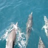 Сотни теплолюбивых дельфинов-афалин обнаружили в неожиданном месте