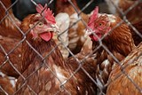 Евросоюз запретил импорт украинского мяса птицы