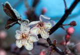 Обновленный "Дендрарий" в Сочи  встречает цветущей сакурой