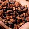 Ученые рассказали о ранее неизвестной пользе какао