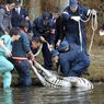 В Японии зебра утонула на поле для гольфа