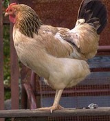 Россия готова поставлять в Израиль до 250 млн куриных яиц ежегодно