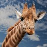 Экологи предупреждают, что жирафы могут исчезнуть как вид