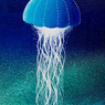 Ядовитые медузы атакуют купальщиков на острове Пхукет