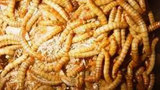 В КНР участники космической программы 3 месяца кормились червями