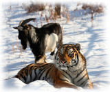 Тигр Амур и козел Тимур будут жить в разных вольерах
