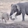 На видео попала жестокая драка носорога и слона в ЮАР