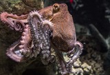 Ученые из США изучили препараты для анестезии осьминогов