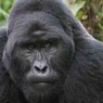 Тысячи жителей США требуют наказать виновных в гибели гориллы